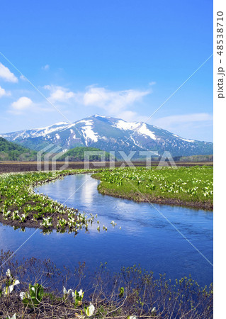 ミズバショウの群落と至仏山（縦） 48538710