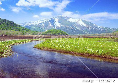 ミズバショウの群落と至仏山２ 48538712