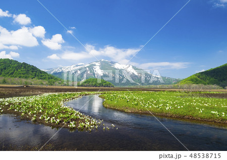 ミズバショウの群落と至仏山５ 48538715