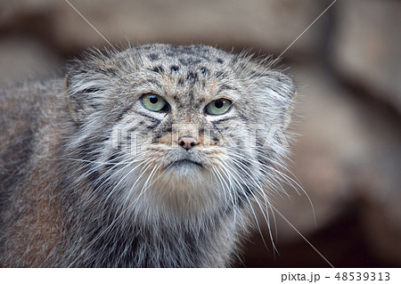 Pallas's cat, Otocolobus manul Pallas's cat, Otocolobus manul 48539313