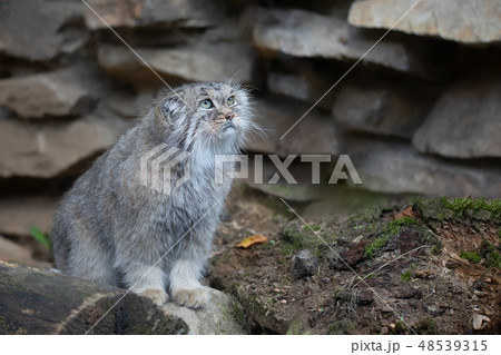 Pallas's cat, Otocolobus manul Pallas's cat, Otocolobus manul 48539315