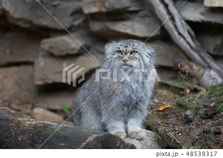 Pallas's cat, Otocolobus manul 48539317