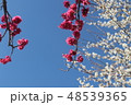 梅の花 48539365