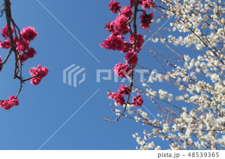 梅の花 梅の花 48539365