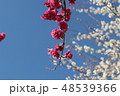 梅の花 48539366
