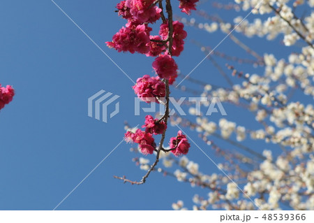 梅の花 48539366