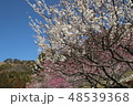 梅の花 48539368