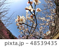 梅の花 48539435