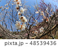 梅の花 48539436