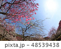 梅の花 48539438