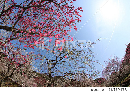 梅の花 梅の花 48539438