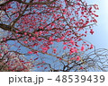 梅の花 48539439