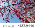 梅の花 48539440