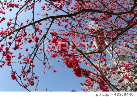 梅の花 梅の花 48539440