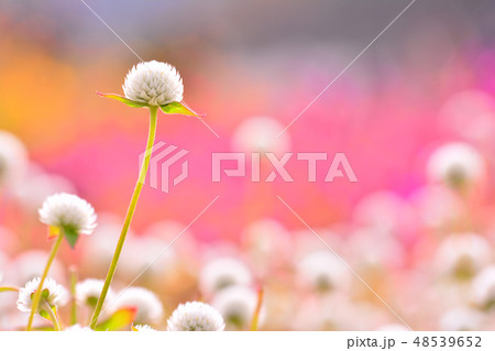 花 センニチコウ 花畑 48539652