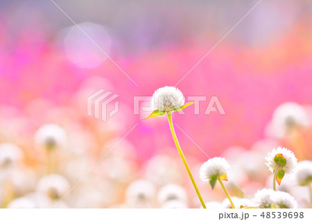 花 センニチコウ 花畑 48539698