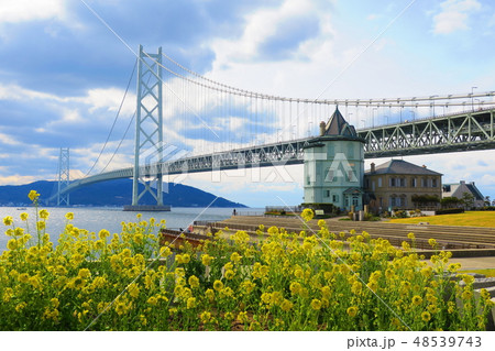 明石大橋（神戸市垂水区）に咲く菜の花 48539743