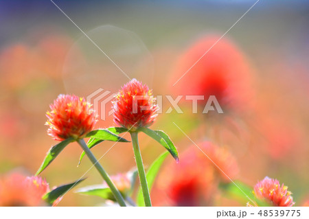 花 センニチコウ 花畑 48539775