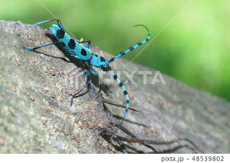 ルリボシカミキリ 48539802
