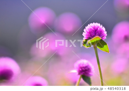 花 センニチコウ 花畑 48540318