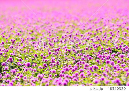 花 センニチコウ 花畑 48540320
