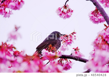 河津桜とヒヨドリ 48540428