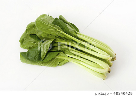 小松菜 48540429