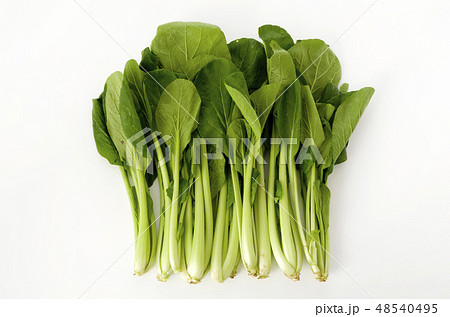 小松菜 48540495
