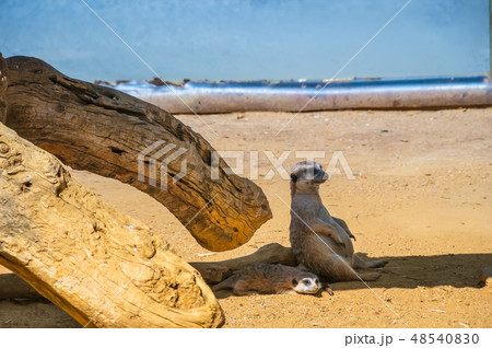 Funny meercats sitting in shadow Funny meercats sitting in shadow 48540830