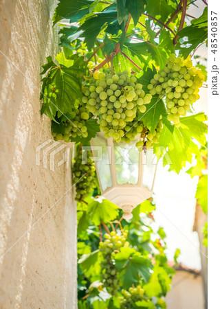 Bunch of grapes with green leaves 48540857