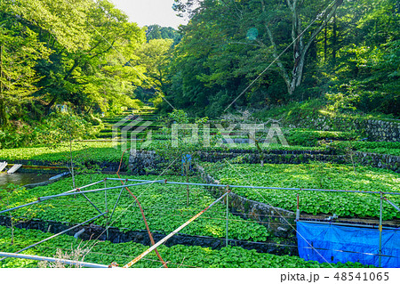 筏場　わさび　伊豆 48541065