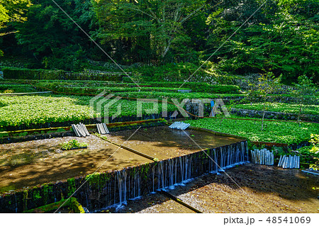 筏場 わさび田 伊豆 筏場 わさび田 伊豆 48541069