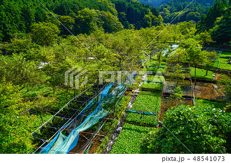 筏場 わさび田 伊豆 筏場 わさび田 伊豆 48541073