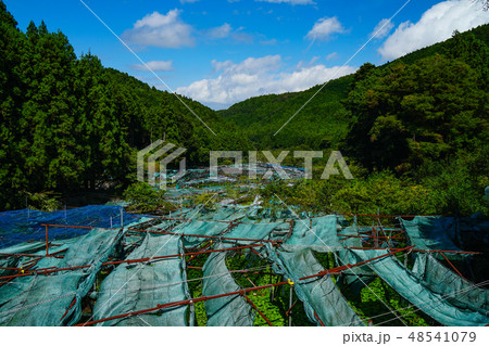 筏場 わさび田 伊豆 筏場 わさび田 伊豆 48541079