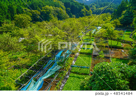【静岡県】 筏場 わさび田 伊豆 【静岡県】 筏場 わさび田 伊豆 48541484