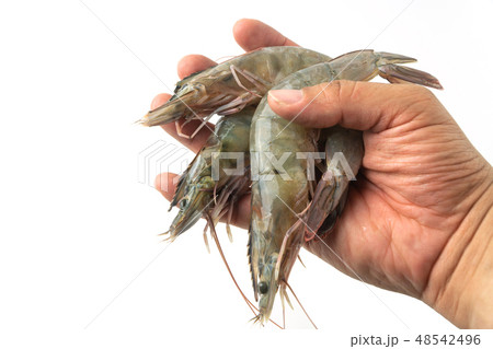 The hands of men holding group of fresh pacific 48542496