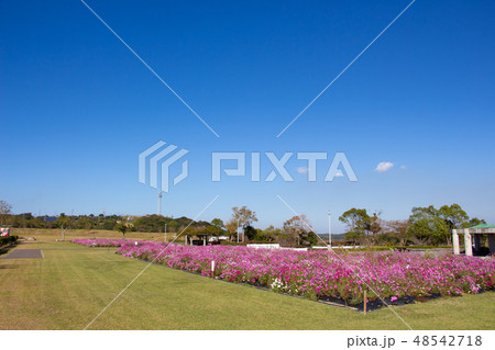 鹿児島県阿久根市番所丘公園　コスモス 48542718