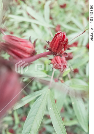 red roselle flowers 48543366