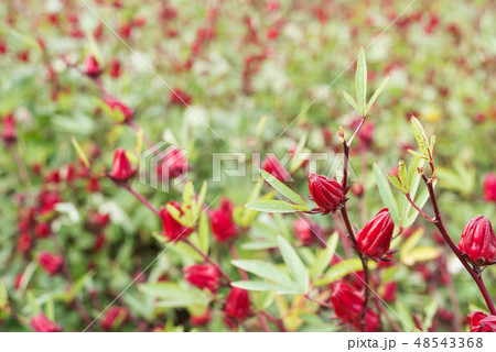 red roselle flowers red roselle flowers 48543368
