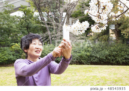 花見に来たシニア女性 花見に来たシニア女性 48543935