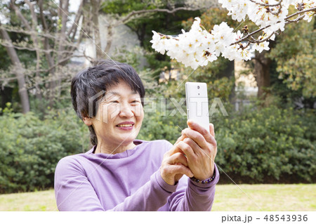花見に来たシニア女性 48543936