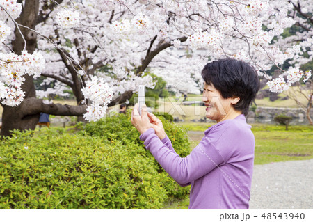花見に来たシニア女性 48543940