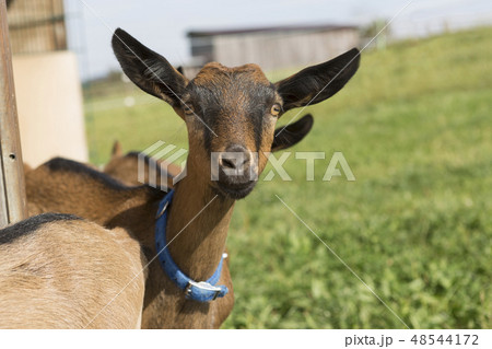 Young Pinzgauer goat in summertime Young Pinzgauer goat in summertime 48544172