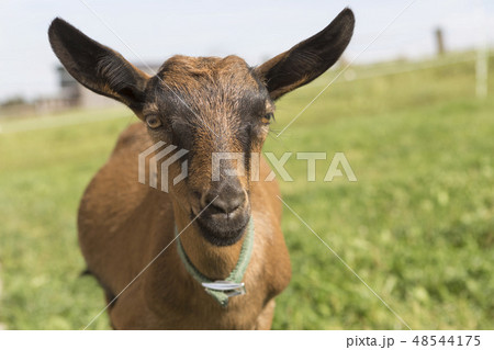 Young Pinzgauer goat in summertime 48544175