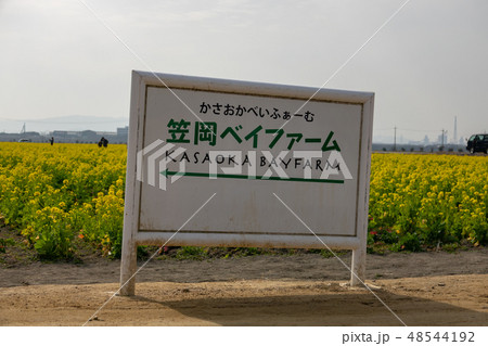 道の駅「笠岡ベイファーム」～菜の花2019～ 48544192
