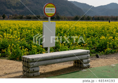 道の駅「笠岡ベイファーム」～菜の花2019～ 48544193