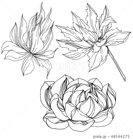 Vector Jungle botanical succulent flower. Black and white engraved ink art. Isolated succulents 48544275