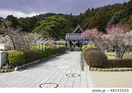 山口 山口市 瑠璃光寺 山門 山口 山口市 瑠璃光寺 山門 48545030