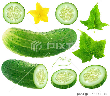 Isolated cucumber collection 48545040