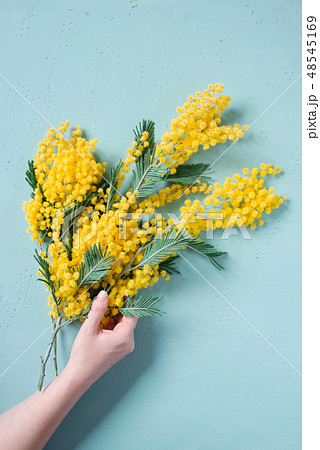 Female hand holding the mimosa branch 48545169